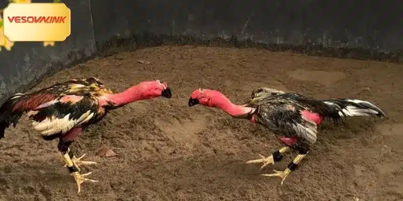 Từ ngữ chỉ các hoạt động chuyên môn